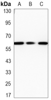 1 - Anti-SMAD5 Antibody AP96140