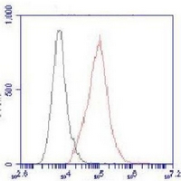 4 - Anti-ACLY Antibody AP96141