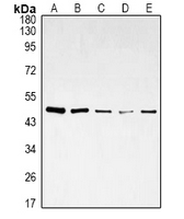 1 - Anti-DDX39B Antibody AP96142