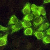 3 - Anti-BID Antibody AP96143