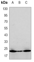 1 - Anti-BID Antibody AP96143