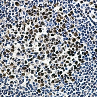 19 - Anti-MCM2 Antibody AP96146
