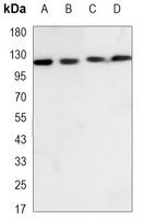 1 - Anti-MCM2 Antibody AP96146