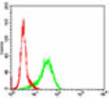 4 - Anti-GSK3 beta Antibody AP96148