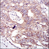 19 - Anti-GSK3 beta Antibody AP96148