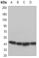 1 - Anti-GSK3 beta Antibody AP96148
