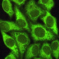 3 - Anti-GSK3 beta Antibody AP96149