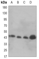 1 - Anti-GSK3 beta Antibody AP96149