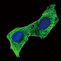 3 - Anti-Beta-actin Antibody AP96150