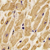 19 - Anti-Beta-actin Antibody AP96150