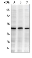 1 - Anti-Beta-actin Antibody AP96150