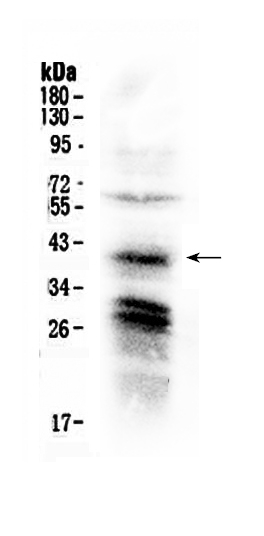 1 - Anti-CXCR4 Picoband Antibody ABO10006