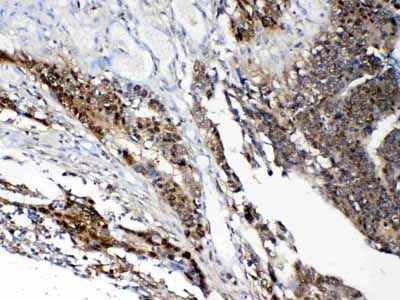 2 - Anti-STAT1 Picoband Antibody ABO10007