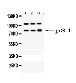 1 - Anti-STAT1 Picoband Antibody ABO10007