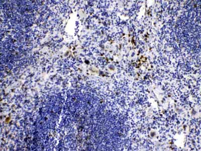 2 - Anti-Caspase 8 Picoband Antibody ABO10010