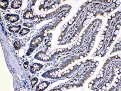2 - Anti-Caspase 8 Picoband Antibody ABO10010