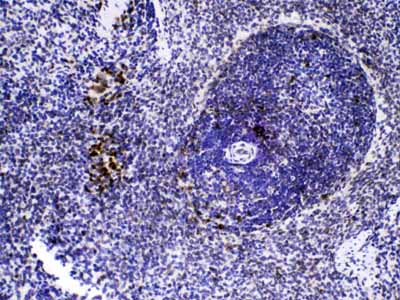 2 - Anti-Caspase 8 Picoband Antibody ABO10010