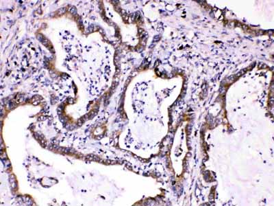 2 - Anti-Caspase 8 Picoband Antibody ABO10010
