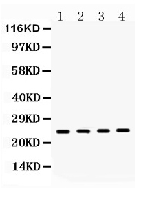 1 - Anti-HMGB1 Picoband Antibody ABO10014