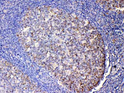 2 - Anti-IL13 Picoband Antibody ABO10015