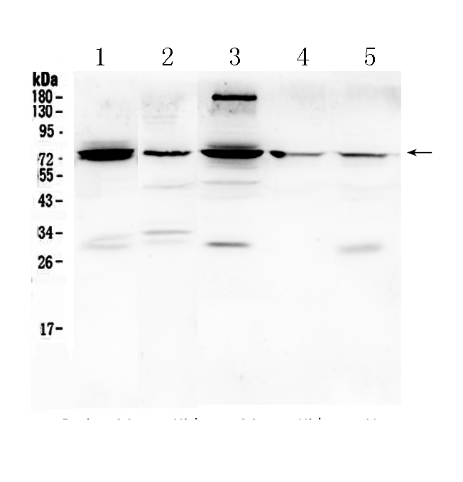 1 - Anti-PTGS2 Picoband Antibody ABO10016