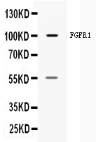 1 - Anti-FGFR1 Picoband Antibody ABO10017