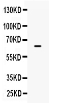 1 - Anti-PD-L1/B7-H1 Picoband Antibody ABO10020