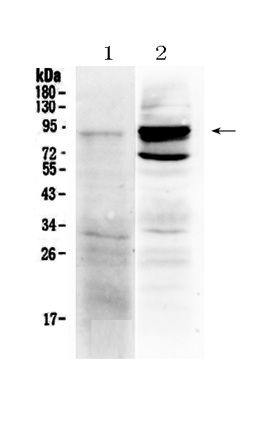 1 - Anti-TLR2 Picoband Antibody ABO10023