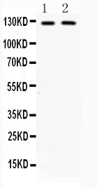 1 - Anti-CD11b Picoband Antibody ABO10024