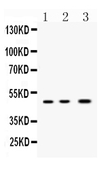 1 - Anti-Nanog Picoband Antibody ABO10026