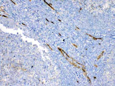 2 - Anti-Bcl-XL Picoband Antibody ABO10035