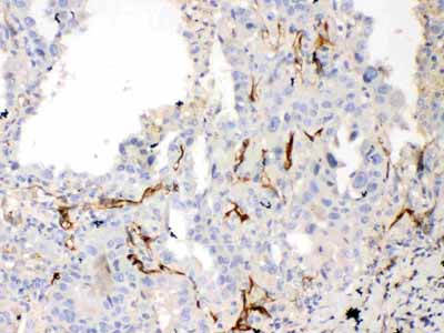 2 - Anti-Bcl-XL Picoband Antibody ABO10035