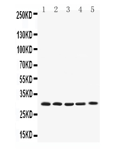 1 - Anti-Bcl-XL Picoband Antibody ABO10035