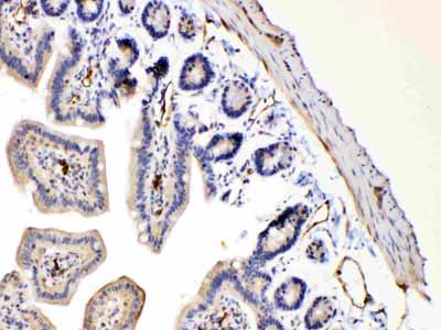 2 - Anti-Bax Picoband Antibody ABO10036