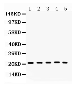 1 - Anti-Bax Picoband Antibody ABO10036