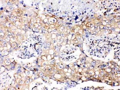 2 - Anti-GAPDH Picoband Antibody ABO10041