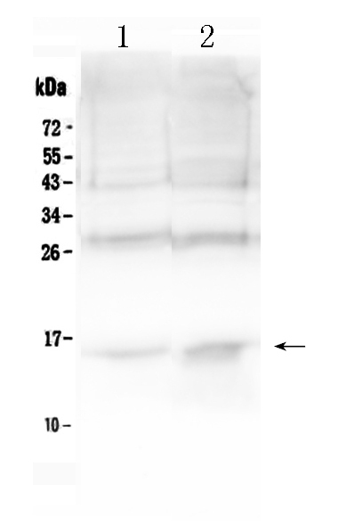 1 - Anti-Hemoglobin Picoband Antibody ABO10043