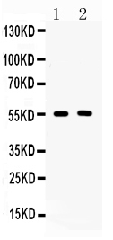 1 - Anti-CD147/Emmprin Picoband Antibody ABO10044