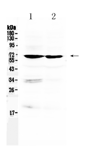 1 - Anti-BMAL1/ARNTL Picoband Antibody ABO10046