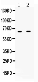 1 - Anti-IFNAR1 Picoband Antibody ABO10053