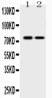 1 - Anti-KCNQ1 Picoband Antibody ABO10054