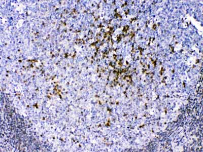 2 - Anti-CCS Picoband Antibody ABO10055