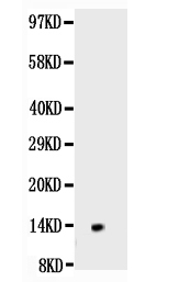 1 - Anti-NGF/NGF Beta Picoband Antibody ABO10060