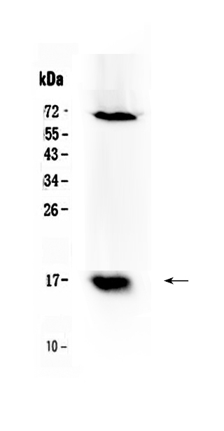 1 - Anti-Survivin Picoband Antibody ABO10069