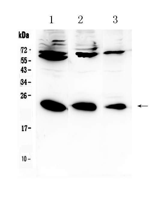 1 - Anti-IL-2 Picoband Antibody ABO10070