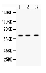 1 - Anti-DR5 Picoband Antibody ABO10073
