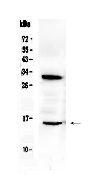 1 - Anti-ID2 Picoband Antibody ABO10075