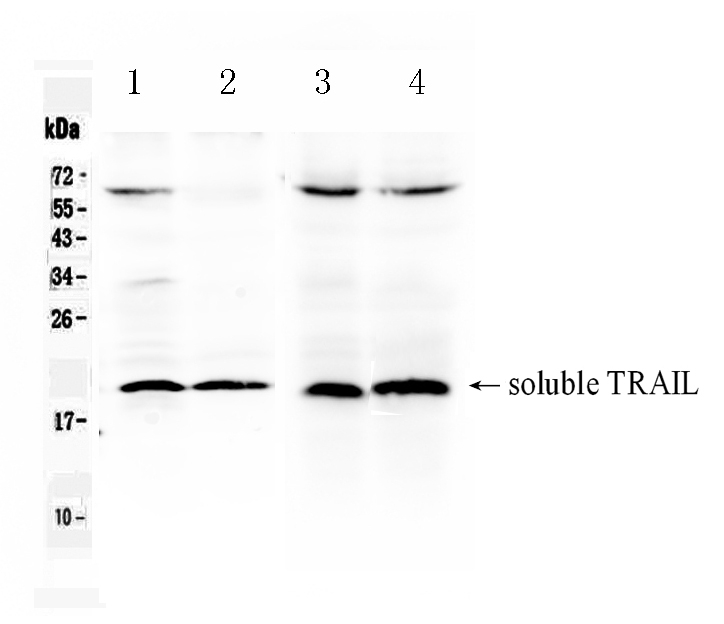 1 - Anti-TRAIL Picoband Antibody ABO10079