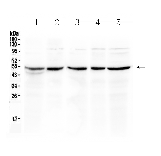1 - Anti-EIF3e Picoband Antibody ABO10082