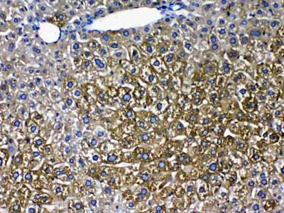 2 - Anti-Cytochrome P450 2D6 Picoband Antibody ABO10084